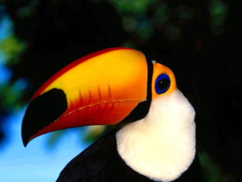 Предпросмотр фотографии Природа Коста-Рики - №1